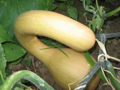 Semences: courge musquée à trompe d'albenga