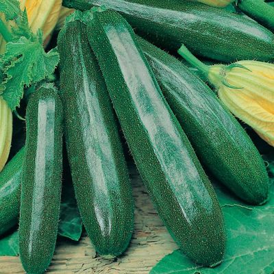 Zaden: courgette black beauty