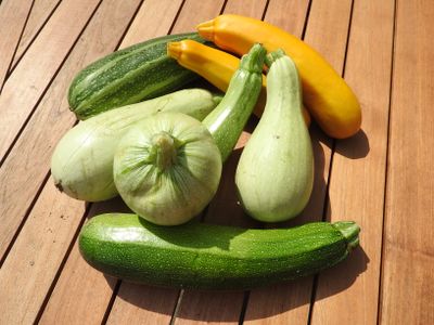 Semences: courgettes en mélange