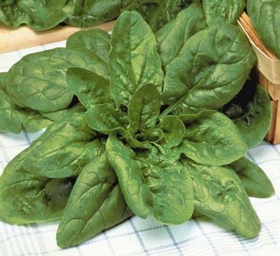 Zaden: spinazie géant d'hiver