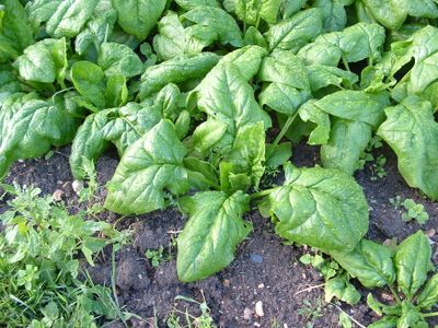Zaden: spinazie vroege reuzenblad