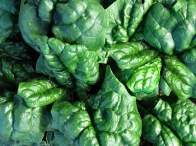 Zaden: spinazie thorin (matador type)