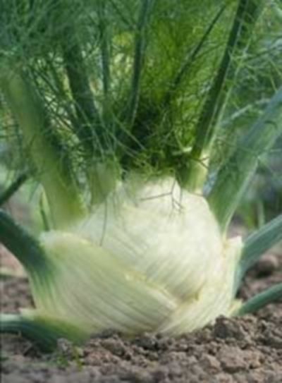 Zaden: venkel zacht zefa fino