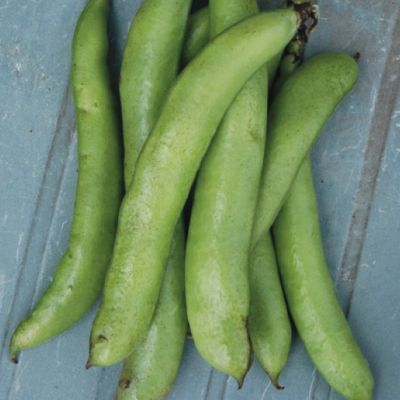 Semences: fève des marais express 'eleonora'