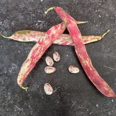 Semences: haricot nain à écosser borlotto