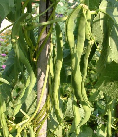 Semences: haricot à rames hâtif neckarkönigin