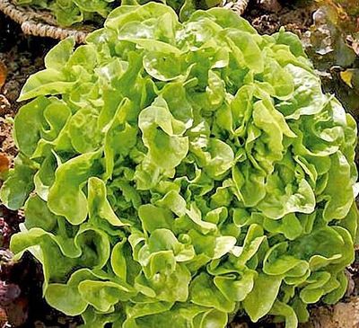 Semences: laitue à couper feuille de chêne blonde