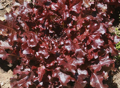 Semences: laitue à couper feuilles de chêne rouge "red salad bowl"