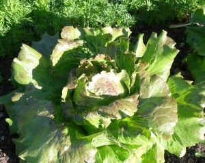 Zaden: bataviasla merveille de verano