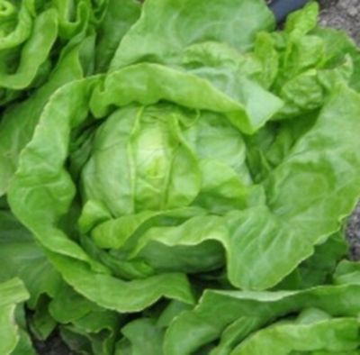 Zaden: kropsla (zomer-) grosse blonde paresseuse