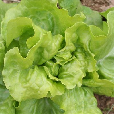 Zaden: kropsla (lente-) express