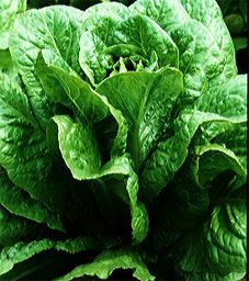 Zaden: bindsla verte maraichère