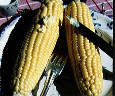 Semences: maïs doux mezdi