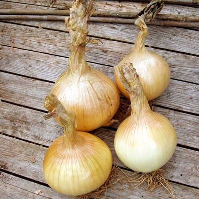 Zaden: ajuin stuttgart