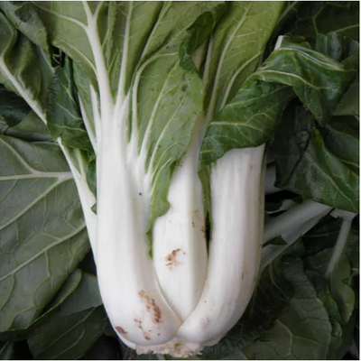 Semences: pak choi taisai