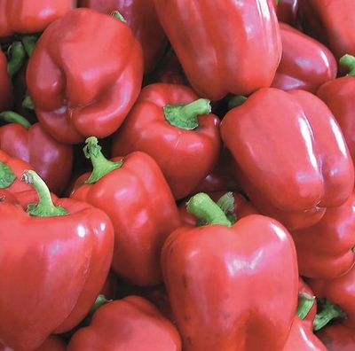 Semences: poivron yolo wonder