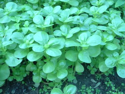 Zaden: postelein -zomer groen