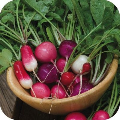 Semences: radis en mélange