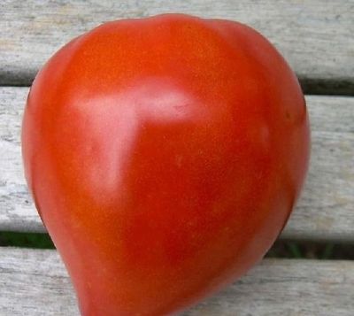 Zaden: tomaat cœur de bœuf