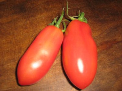 Semences: tomate san marzano