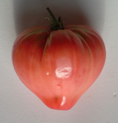 Zaden: tomaat coeur de boeuf rose