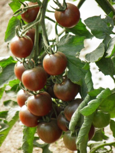 Semences: tomate cerise black cherry