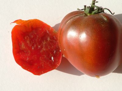 Semences: tomate black prince