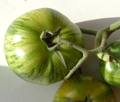 Semences: tomate green zebra