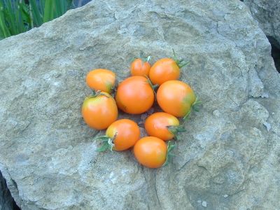 Semences: tomate ida gold