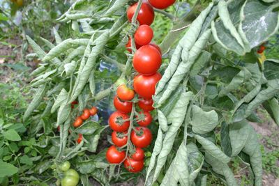 Semences: tomate cerise miel du mexique