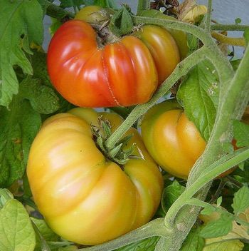 Zaden: tomaat ananas