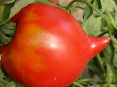 Semences: tomate téton de vénus