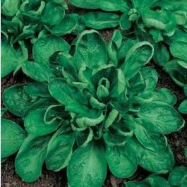 Semences: mâche coquille de louviers