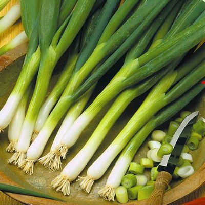 Zaden: ajuin ishikura long white