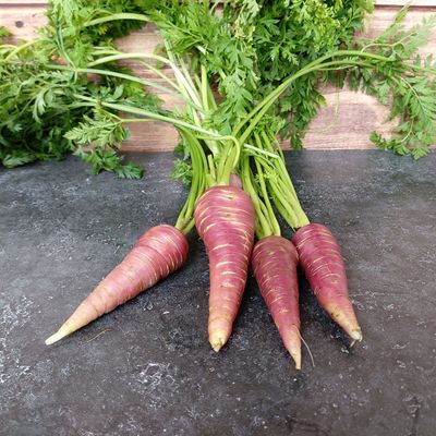 Semences: carotte violette gniff