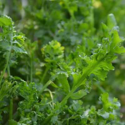 Zaden: tuinkers gekruld alénois