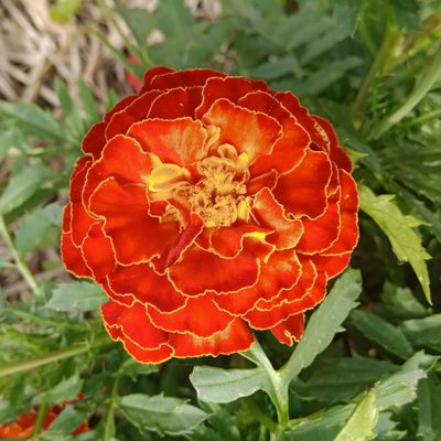 Zaden: afrikaantje dwerg