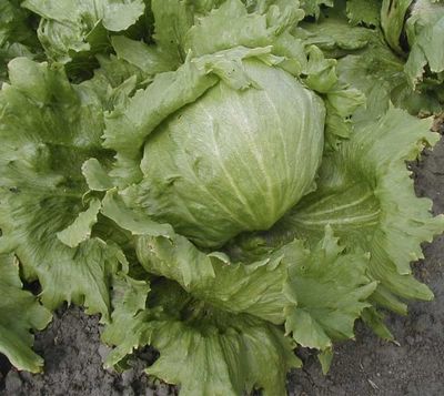 Zaden: bataviasla iceberg "saladin"