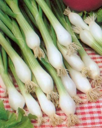 Zaden: ajuin wit uit lisboa