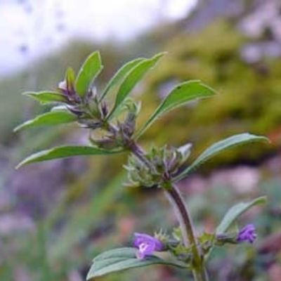 Zaden: basilicum thijm