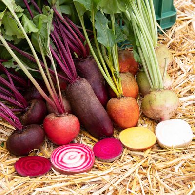 Zaden: rode bieten mengeling