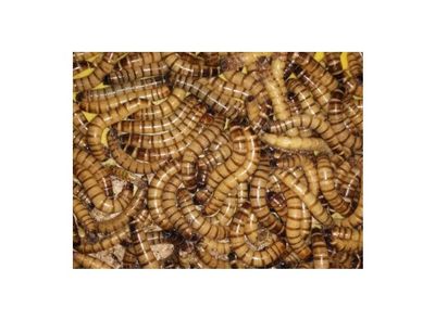 Vers de morio pot 50g