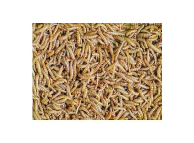 Buffalowormen in pot 100g