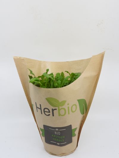 Rucola 