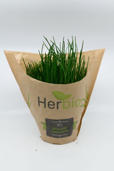 Bieslook herbio