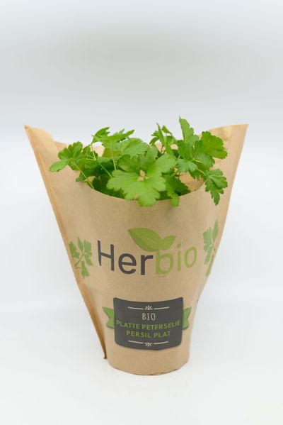 Peterselie plat herbio