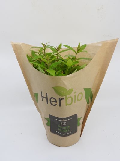 Verbena citroen herbio