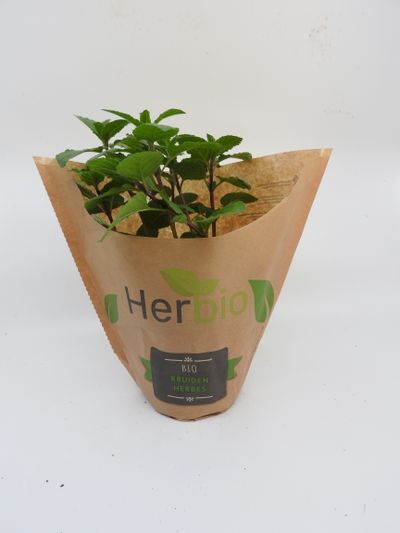 Munt peper herbio