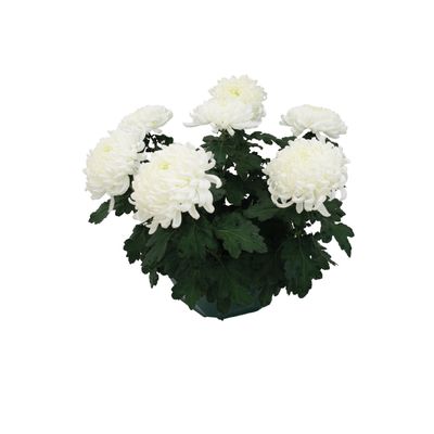Chrysanthemum uniflor
