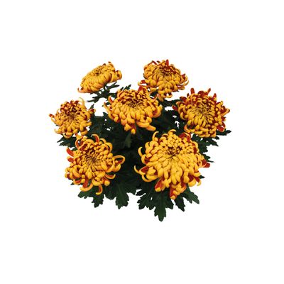 Chrysanthemum uniflor